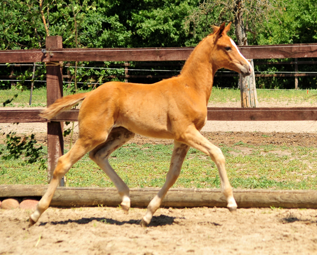 Trakehner Hengstfohlen v. Blanc Pain  u.d. Polarnacht v. Uckermrker, Foto: Beate Langels