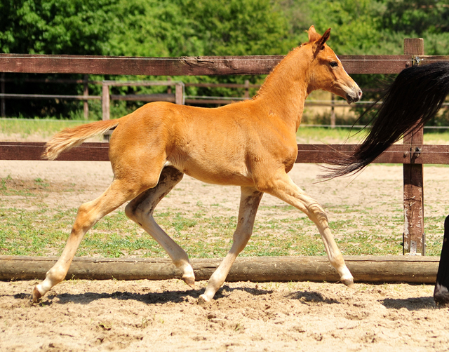 Trakehner Hengstfohlen v. Blanc Pain  u.d. Polarnacht v. Uckermrker, Foto: Beate Langels