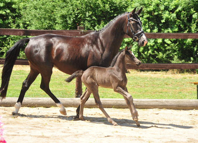 Trakehner Stutfohlen von Hirtentanz u.d. Glory of Hope v. Alter Fritz, Foto: Beate Langels