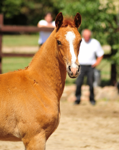 Trakehner Hengstfohlen v. Blanc Pain  u.d. Polarnacht v. Uckermrker, Foto: Beate Langels