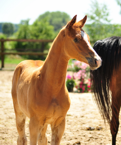 Trakehner Hengstfohlen v. Blanc Pain  u.d. Polarnacht v. Uckermrker, Foto: Beate Langels