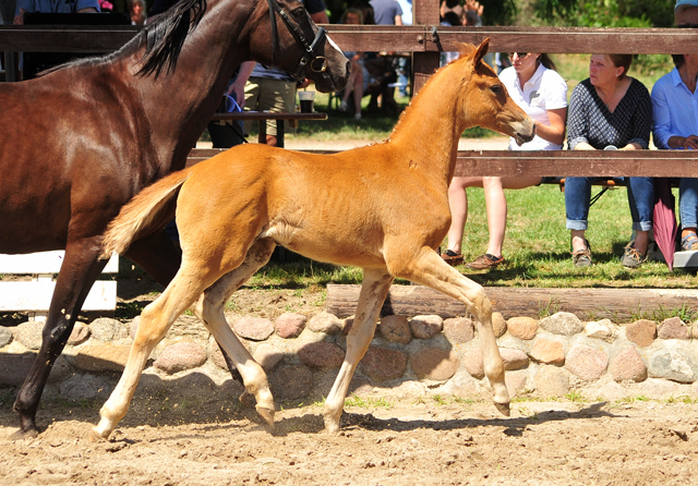 Trakehner Hengstfohlen v. Blanc Pain  u.d. Polarnacht v. Uckermrker, Foto: Beate Langels