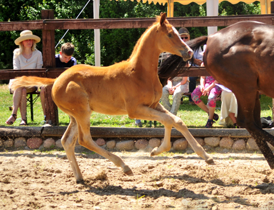 Trakehner Hengstfohlen v. Blanc Pain  u.d. Polarnacht v. Uckermrker, Foto: Beate Langels