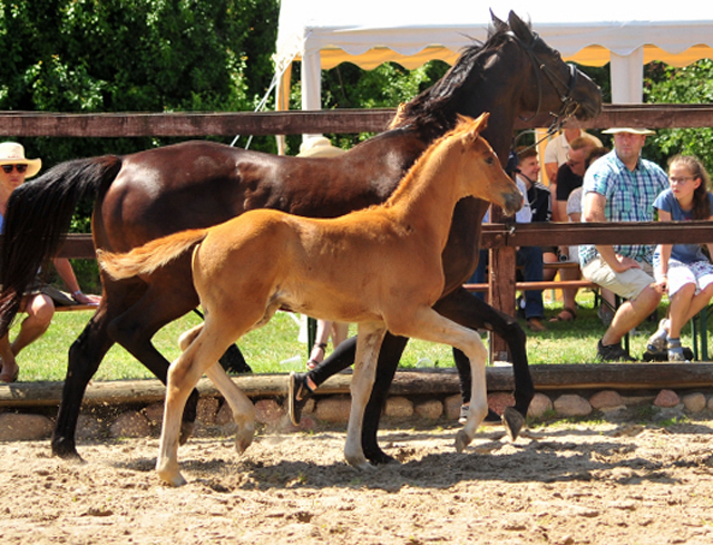 Trakehner Hengstfohlen v. Blanc Pain  u.d. Polarnacht v. Uckermrker, Foto: Beate Langels