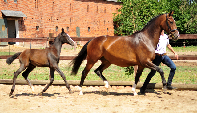 Trakehner Stutfohlen von Zauberreigen  u.d. Pr.St. Daya Temi v. Saint Cyr, Foto: Beate Langels