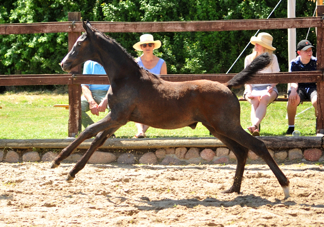 Trakehner Stutfohlen von Zauberreigen  u.d. Pr.St. Daya Temi v. Saint Cyr, Foto: Beate Langels