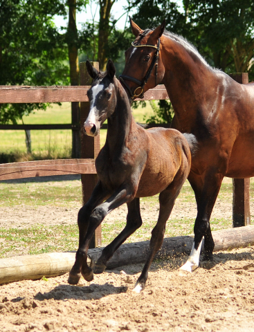 Trakehner Stutfohlen von Zauberreigen  u.d. Pr.St. Daya Temi v. Saint Cyr, Foto: Beate Langels