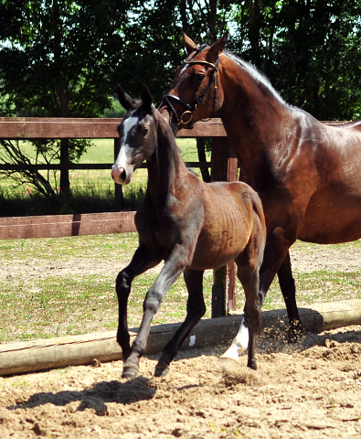 Trakehner Stutfohlen von Zauberreigen  u.d. Pr.St. Daya Temi v. Saint Cyr, Foto: Beate Langels