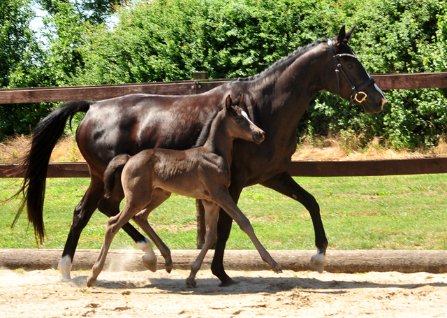 Trakehner Stutfohlen von Hirtentanz u.d. Glory of Hope v. Alter Fritz, Foto: Beate Langels