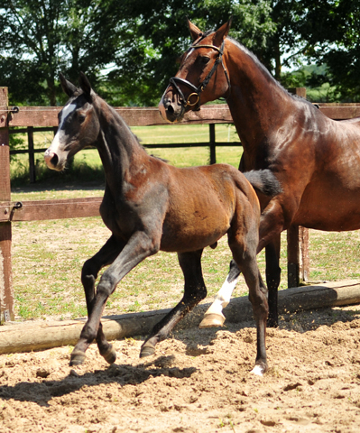 Trakehner Stutfohlen von Zauberreigen  u.d. Pr.St. Daya Temi v. Saint Cyr, Foto: Beate Langels