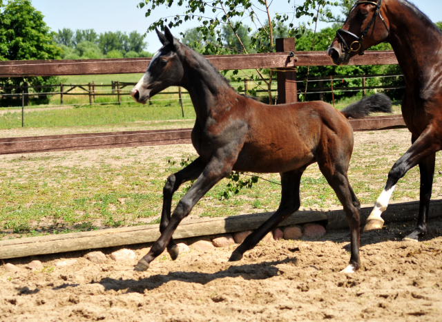 Trakehner Stutfohlen von Zauberreigen  u.d. Pr.St. Daya Temi v. Saint Cyr, Foto: Beate Langels