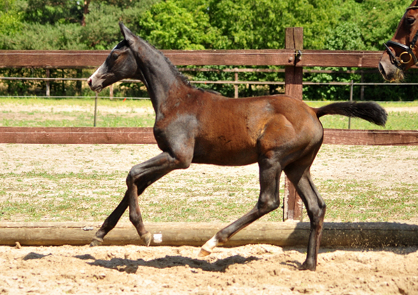 Trakehner Stutfohlen von Zauberreigen  u.d. Pr.St. Daya Temi v. Saint Cyr, Foto: Beate Langels