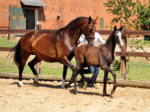 Trakehner Stutfohlen von Zauberreigen  u.d. Pr.St. Daya Temi v. Saint Cyr, Foto: Beate Langels