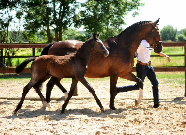 Trakehner Stutfohlen von Zauberreigen  u.d. Pr.St. Daya Temi v. Saint Cyr, Foto: Beate Langels