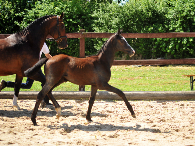 Trakehner Stutfohlen von Zauberreigen  u.d. Pr.St. Daya Temi v. Saint Cyr, Foto: Beate Langels