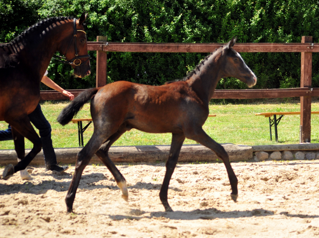 Trakehner Stutfohlen von Zauberreigen  u.d. Pr.St. Daya Temi v. Saint Cyr, Foto: Beate Langels