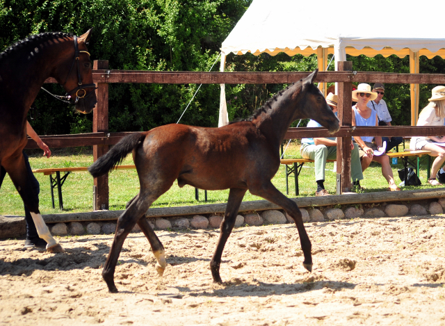 Trakehner Stutfohlen von Zauberreigen  u.d. Pr.St. Daya Temi v. Saint Cyr, Foto: Beate Langels