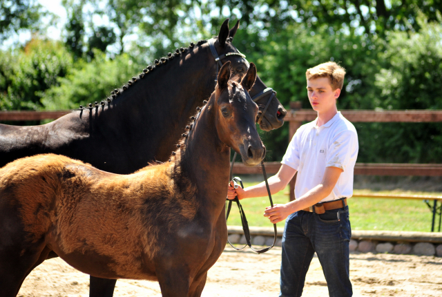 Trakehner Stutfohlen von Kaiser Milton u.d. Donaustille v. Abendtanz, Foto: Beate Langels