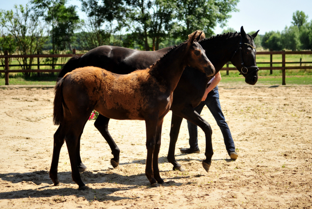 Trakehner Stutfohlen von Kaiser Milton u.d. Donaustille v. Abendtanz, Foto: Beate Langels