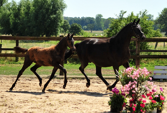 Trakehner Stutfohlen von Kaiser Milton u.d. Donaustille v. Abendtanz, Foto: Beate Langels