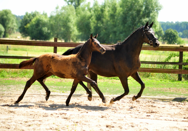 Trakehner Stutfohlen von Kaiser Milton u.d. Donaustille v. Abendtanz, Foto: Beate Langels