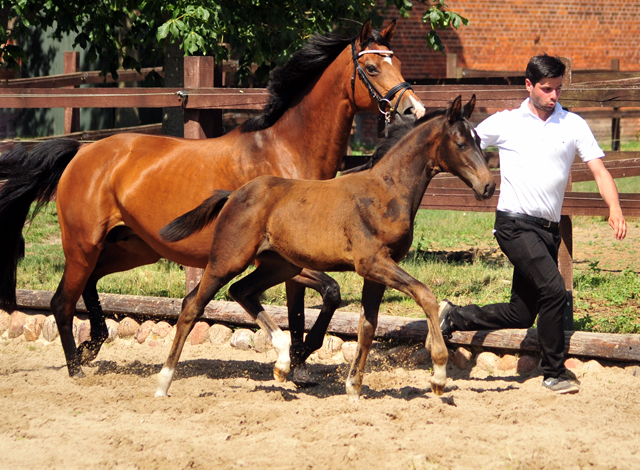 Stutfohlen von Escolar u.d. Schwalbenfee v. Freudenfest - im Gestt Schplitz  - Foto: Beate Langels