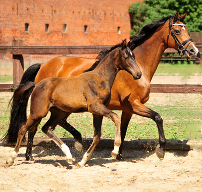 Stutfohlen von Escolar u.d. Schwalbenfee v. Freudenfest - im Gestt Schplitz  - Foto: Beate Langels