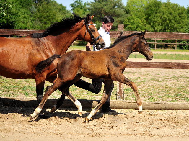 Stutfohlen von Escolar u.d. Schwalbenfee v. Freudenfest - im Gestt Schplitz  - Foto: Beate Langels