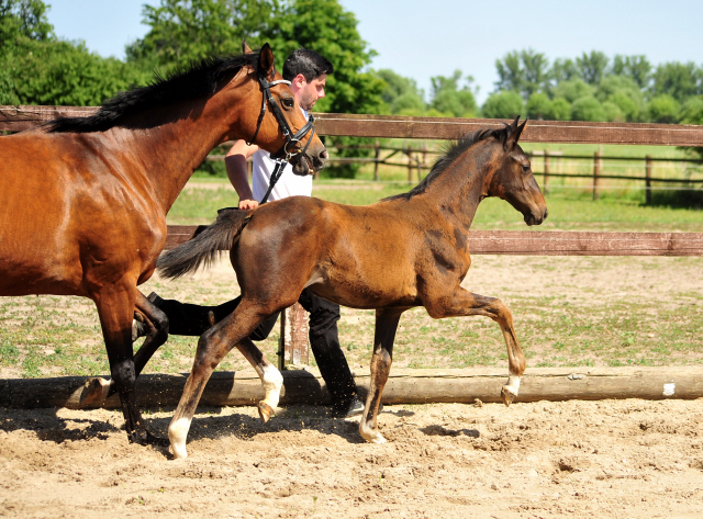 Stutfohlen von Escolar u.d. Schwalbenfee v. Freudenfest - im Gestt Schplitz  - Foto: Beate Langels