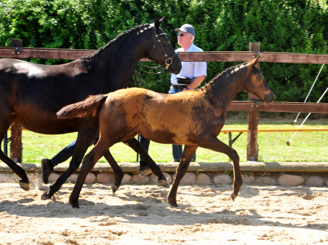 Trakehner Stutfohlen von Kaiser Milton u.d. Donaustille v. Abendtanz, Foto: Beate Langels