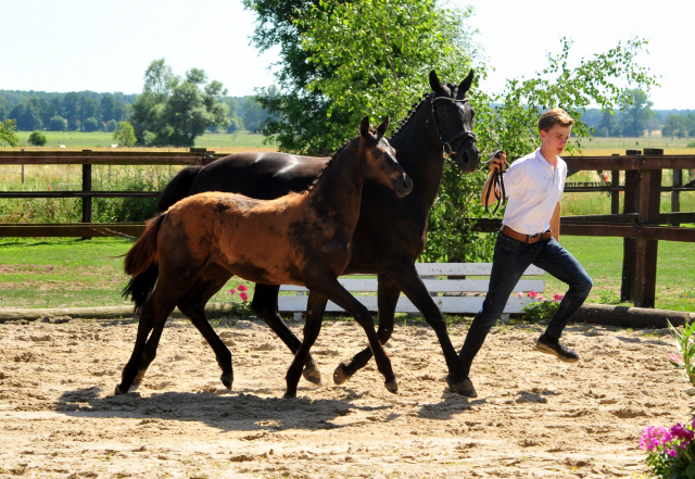 Trakehner Stutfohlen von Kaiser Milton u.d. Donaustille v. Abendtanz, Foto: Beate Langels