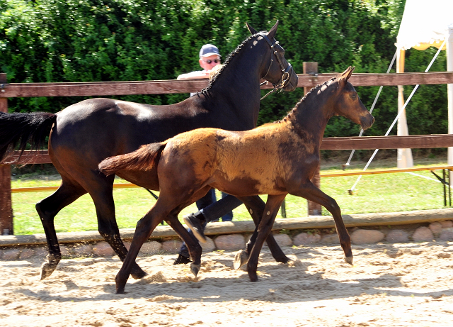 Trakehner Stutfohlen von Kaiser Milton u.d. Donaustille v. Abendtanz, Foto: Beate Langels