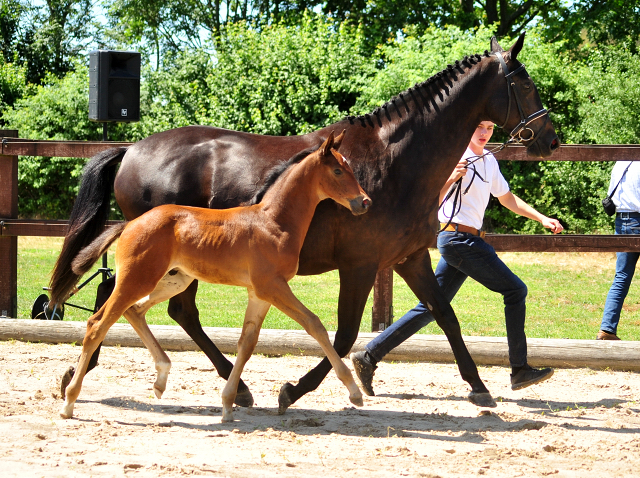 Hengstfohlen von High Motion u.d. Sacre d' Elysee v. Exclusiv - Gestt Schplitz - Foto: Sabine Langels