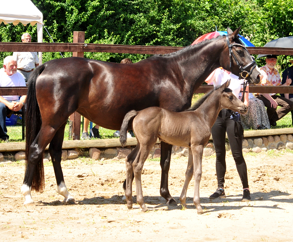 Trakehner Stutfohlen von Hirtentanz u.d. Glory of Hope v. Alter Fritz, Foto: Beate Langels