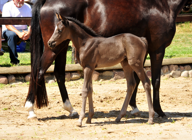 Trakehner Stutfohlen von Hirtentanz u.d. Glory of Hope v. Alter Fritz, Foto: Beate Langels