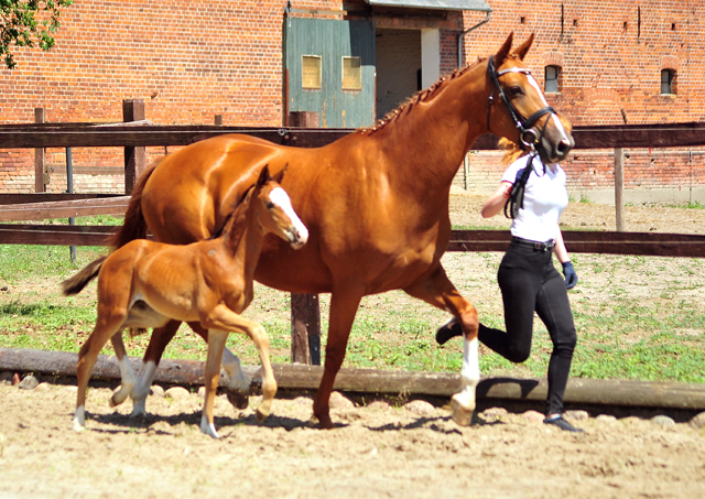 Trakehner Stutfohlen von High Motion u.d. Pr.u.St.Pr.St. Varinia v. Symont, Foto: Beate Langels