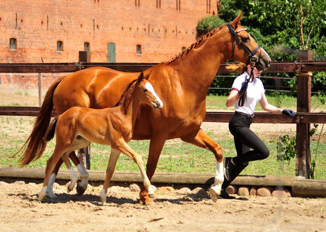 Trakehner Stutfohlen von High Motion u.d. Pr.u.St.Pr.St. Varinia v. Symont, Foto: Beate Langels