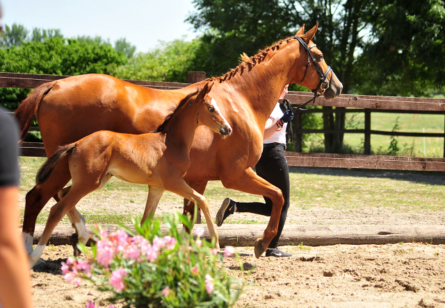 Trakehner Stutfohlen von High Motion u.d. Pr.u.St.Pr.St. Varinia v. Symont, Foto: Beate Langels