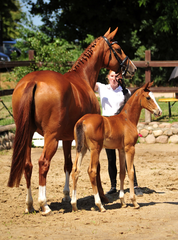 Trakehner Stutfohlen von High Motion u.d. Pr.u.St.Pr.St. Varinia v. Symont, Foto: Beate Langels