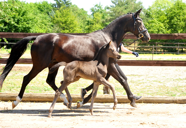 Trakehner Stutfohlen von Hirtentanz u.d. Glory of Hope v. Alter Fritz, Foto: Beate Langels