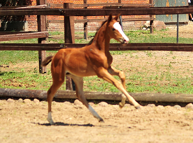 Trakehner Stutfohlen von High Motion u.d. Pr.u.St.Pr.St. Varinia v. Symont, Foto: Beate Langels