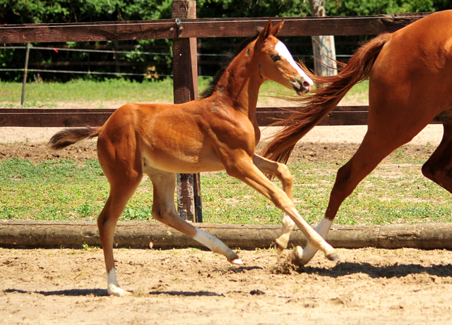 Trakehner Stutfohlen von High Motion u.d. Pr.u.St.Pr.St. Varinia v. Symont, Foto: Beate Langels