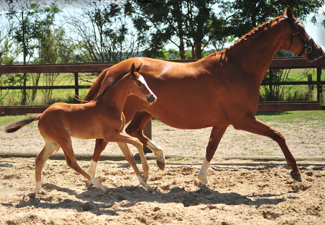 Trakehner Stutfohlen von High Motion u.d. Pr.u.St.Pr.St. Varinia v. Symont, Foto: Beate Langels