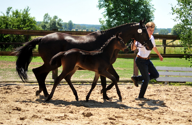 Trakehner Hengstfohlen von  Abendtanz u.d. St.Pr.St. Talussen v. Sapros, Foto: Beate Langels