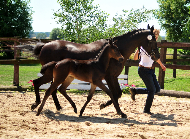 Trakehner Hengstfohlen von  Abendtanz u.d. St.Pr.St. Talussen v. Sapros, Foto: Beate Langels