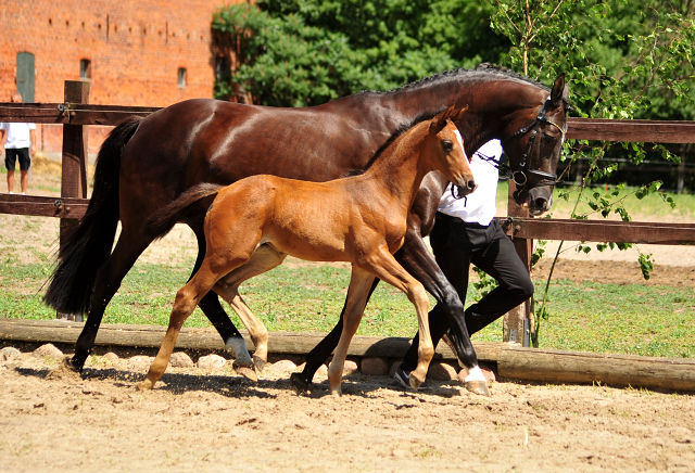 Hengstfohlen von High Motion u.d. Pr.u.StPrSt. Schwalbenmagie v. Exclusiv - Foto Beate Langels - Gestt Schplitz