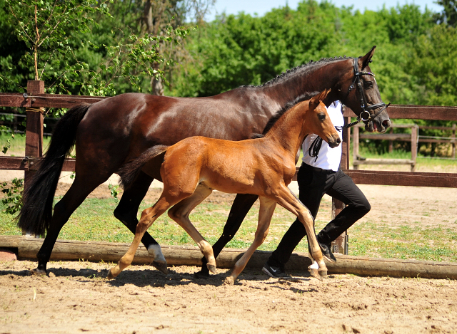 Hengstfohlen von High Motion u.d. Pr.u.StPrSt. Schwalbenmagie v. Exclusiv - Foto Beate Langels - Gestt Schplitz