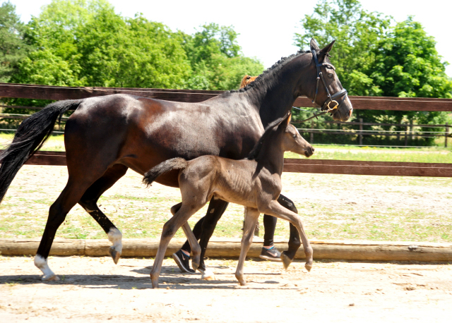 Trakehner Stutfohlen von Hirtentanz u.d. Glory of Hope v. Alter Fritz, Foto: Beate Langels