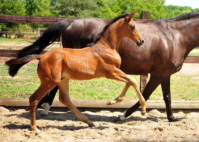 Hengstfohlen von High Motion u.d. Pr.u.StPrSt. Schwalbenmagie v. Exclusiv - Foto Beate Langels - Gestt Schplitz