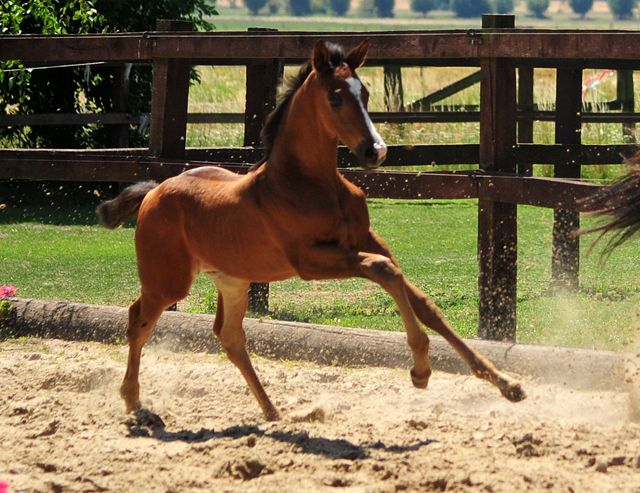 Hengstfohlen von High Motion u.d. Pr.u.StPrSt. Schwalbenmagie v. Exclusiv - Foto Beate Langels - Gestt Schplitz